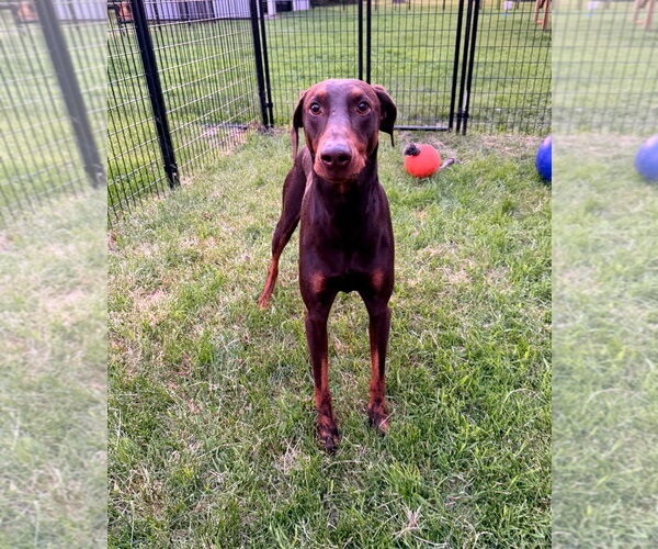 Medium Photo #4 Doberman Pinscher Puppy For Sale in Buffalo, MN, USA