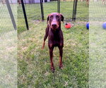 Small #3 Doberman Pinscher