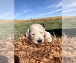 Puppy Harvest Pyredoodle