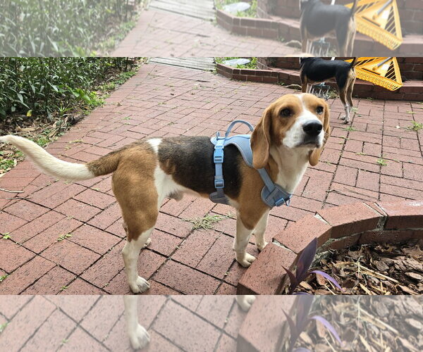 Medium Photo #3 Beagle Puppy For Sale in Tampa, FL, USA
