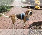 Small #2 Beagle