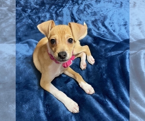 Medium Photo #10 Cheagle Puppy For Sale in EVERGREEN PARK, IL, USA