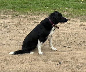 Father of the Bordernese puppies born on 04/08/2026