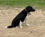 Small Photo #1 Bordernese Puppy For Sale in CHETEK, WI, USA