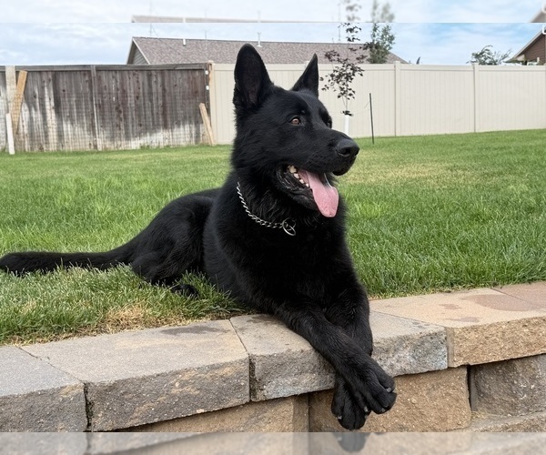 Medium Photo #1 German Malinois Puppy For Sale in DICKINSON, ND, USA
