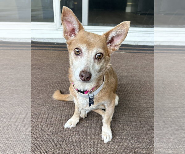 Medium Photo #1 Chihuahua-Unknown Mix Puppy For Sale in Corona, CA, USA