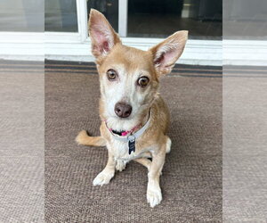 Chihuahua-Unknown Mix Dogs for adoption in Corona, CA, USA