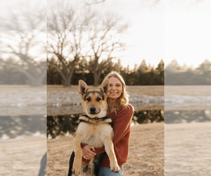 Father of the German Shepherd Dog puppies born on 05/22/2026