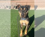 Small Photo #4 Rottweiler-Unknown Mix Puppy For Sale in phoenix, AZ, USA