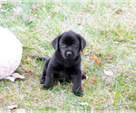Small #3 Labrador Retriever