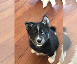 Samoyed-Siberian Husky Mix Puppy for sale in KANSAS CITY, MO, USA