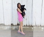 Puppy Friendly German Shepherd Dog