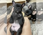 Small Photo #4 French Bulldog Puppy For Sale in CLEARWATER, FL, USA