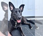 Small #20 German Shepherd Dog Mix