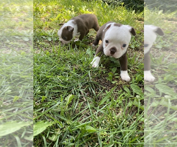 Medium Photo #5 Boston Terrier Puppy For Sale in FREDONIA, KS, USA