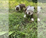 Small #4 Boston Terrier