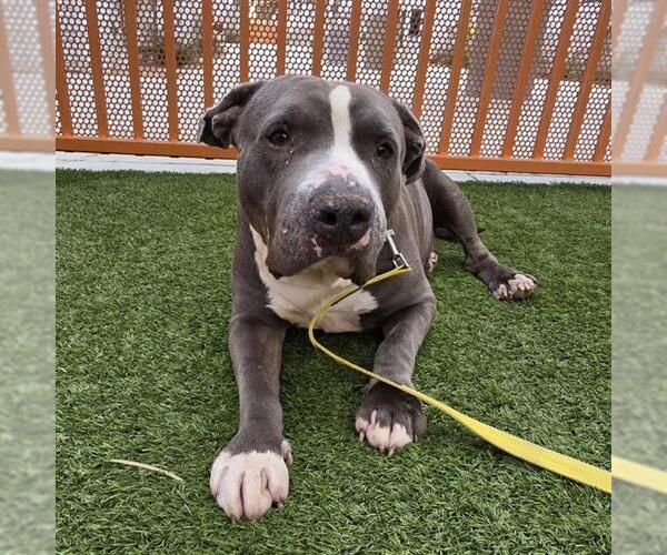 Medium Photo #3 Mutt Puppy For Sale in Las Vegas, NV, USA