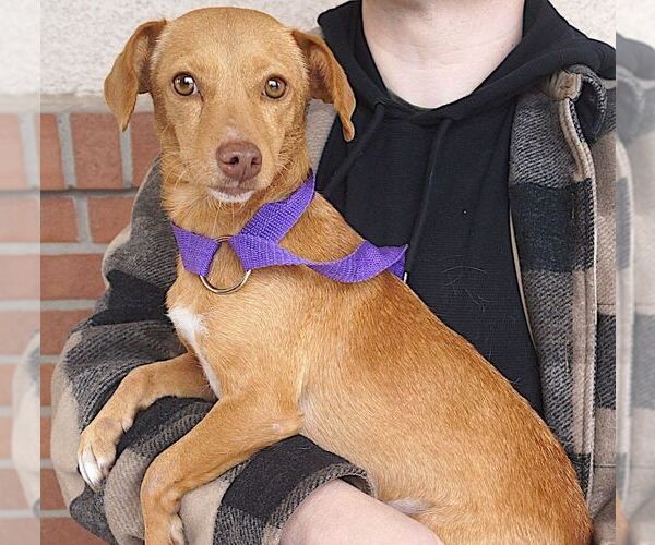 Medium Photo #2 Chiweenie Puppy For Sale in Carrollton, TX, USA