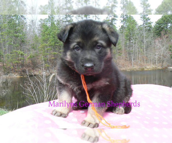 Medium Photo #3 German Shepherd Dog Puppy For Sale in PIEDMONT, MO, USA