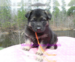 Small #2 German Shepherd Dog