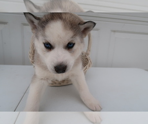 Siberian Husky Puppy for sale in JACKSON, MI, USA