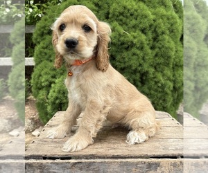 Cocker Spaniel Puppy for sale in MIDDLEBURY, IN, USA