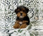 Small #4 YorkiePoo