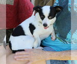 Small Photo #3 Rat Terrier Puppy For Sale in Bandera, TX, USA