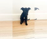 Small #4 German Shepherd Dog Mix