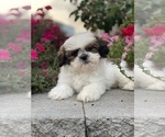 Small #5 Shih Tzu