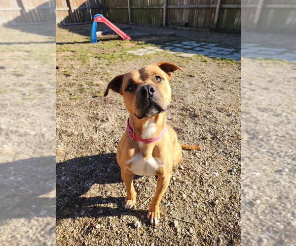 Medium Photo #8 Mutt Puppy For Sale in Evansville, IN, USA
