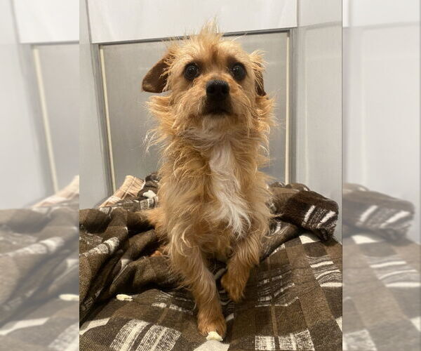 Medium Photo #11 Norwich Terrier-Unknown Mix Puppy For Sale in San Francisco, CA, USA