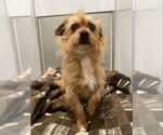 Small #10 Norwich Terrier Mix