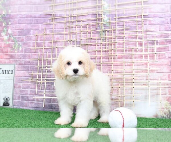 Medium Photo #4 Cavapoo Puppy For Sale in BEL AIR, MD, USA