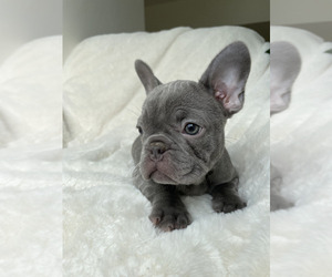 French Bulldog Puppy for sale in SACRAMENTO, CA, USA