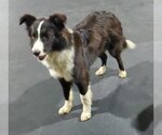 Small Photo #9 Border Collie Puppy For Sale in Highland, IL, USA