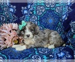 Small #4 Bernedoodle (Miniature)