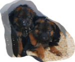 Small Photo #9 German Shepherd Dog Puppy For Sale in WHEELING, IL, USA