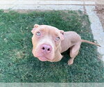 TILLY - Female Mutt Dog for Adoption - Small photo