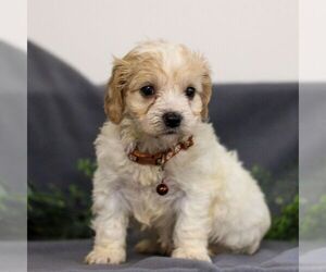 Cavapoo Puppy for sale in ANNVILLE, PA, USA