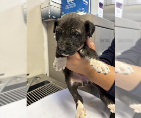 Medium Photo #1 German Shepherd Dog-Unknown Mix Puppy For Sale in Visalia, CA, USA