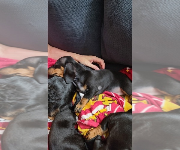 Medium Photo #1 Dachshund Puppy For Sale in WATERLOO, IA, USA