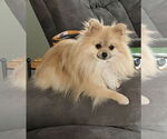 Small #1 Pomeranian