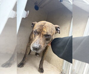 Mutt Dogs for adoption in Oklahoma City, OK, USA