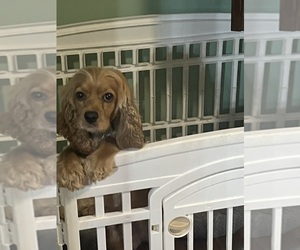 Mother of the Cocker Spaniel puppies born on 05/13/2025