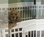 Small Photo #1 Cocker Spaniel Puppy For Sale in GARDENDALE, AL, USA