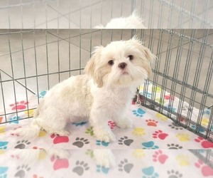 Shih Tzu Puppy for sale in ORO VALLEY, AZ, USA