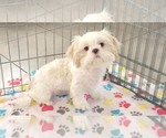Image preview for Ad Listing. Nickname: Holly