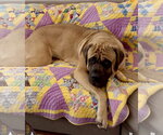 Small #6 Mastiff