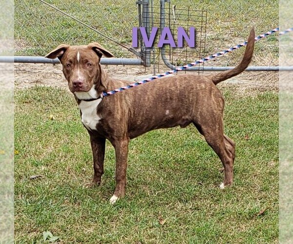 Medium Photo #2 American Pit Bull Terrier-Unknown Mix Puppy For Sale in Seaford, DE, USA